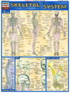 QuickStudy - Skeletal System